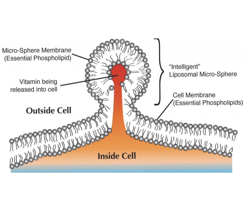 Tỷ lệ hấp thụ kép
