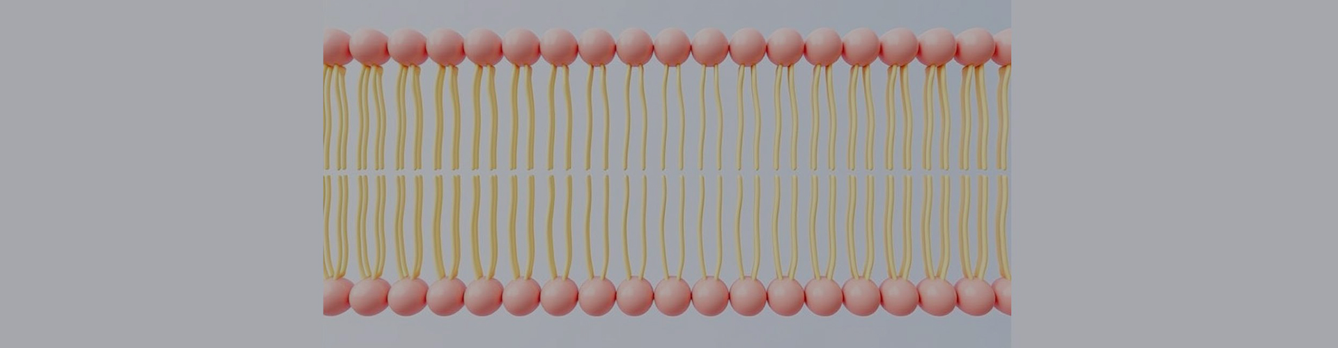 Tùy chỉnh liposomal