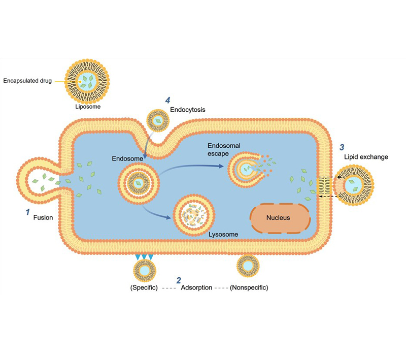 Nhắm mục tiêu và phát hành bền vững