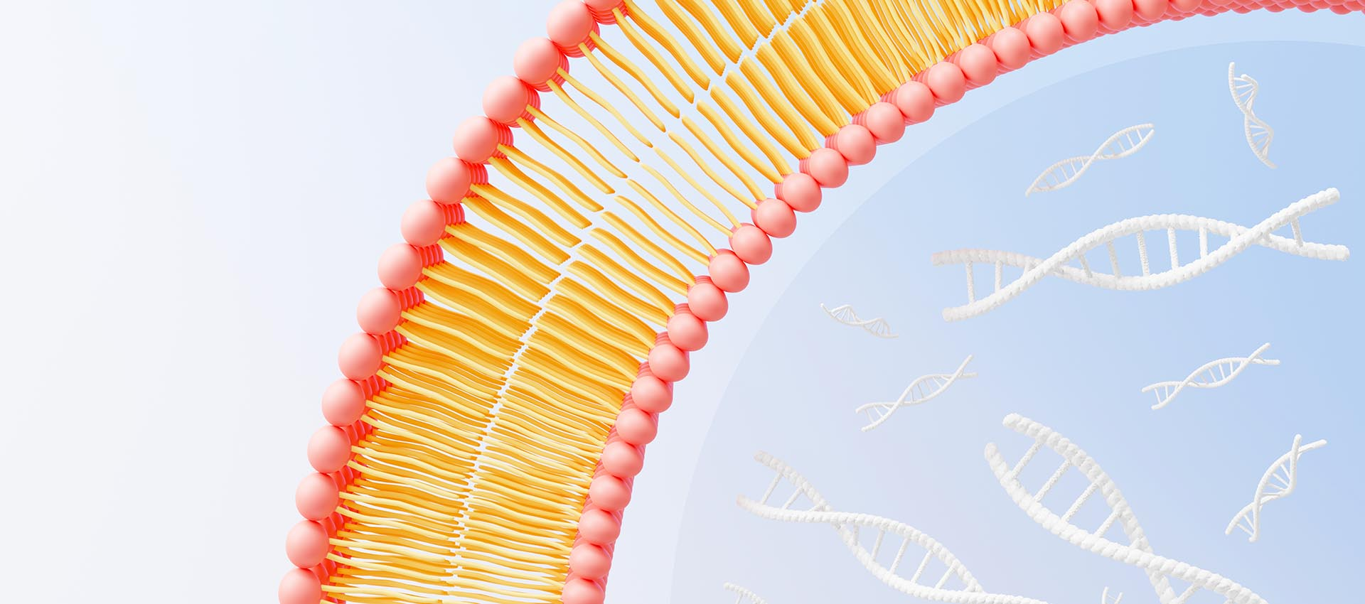 Axit liposomal Folic