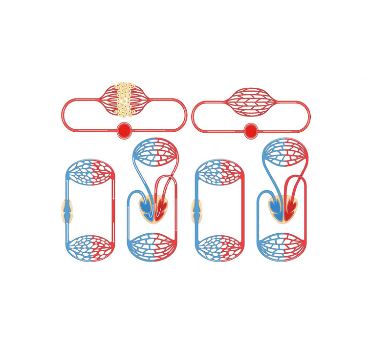 Hỗ trợ năng lượng và chức năng