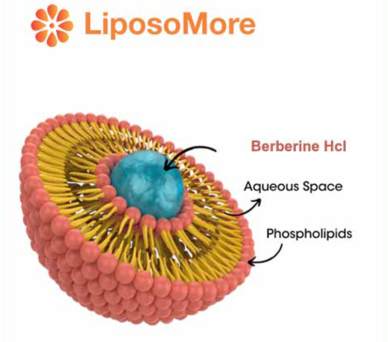 Hỗ trợ cholesterol và sức khỏe tim mạch