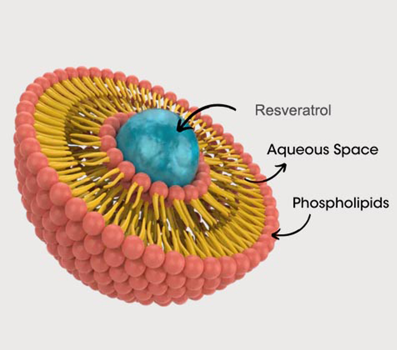 Chống lão hóa và bảo vệ tế bào