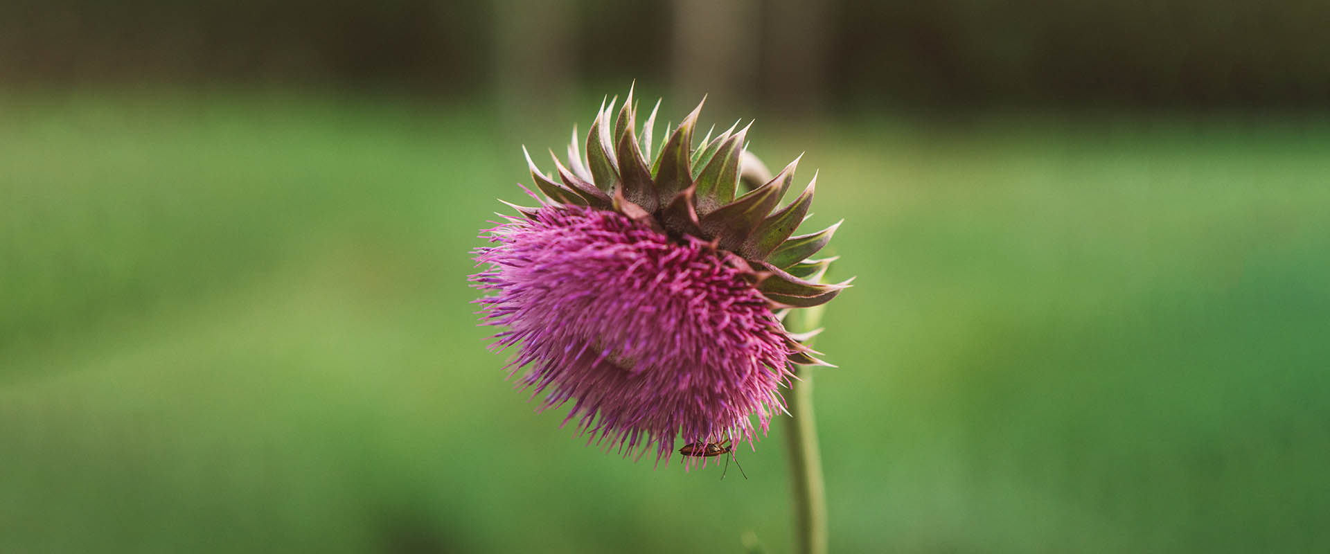 Tính năng Liposome Silymarin