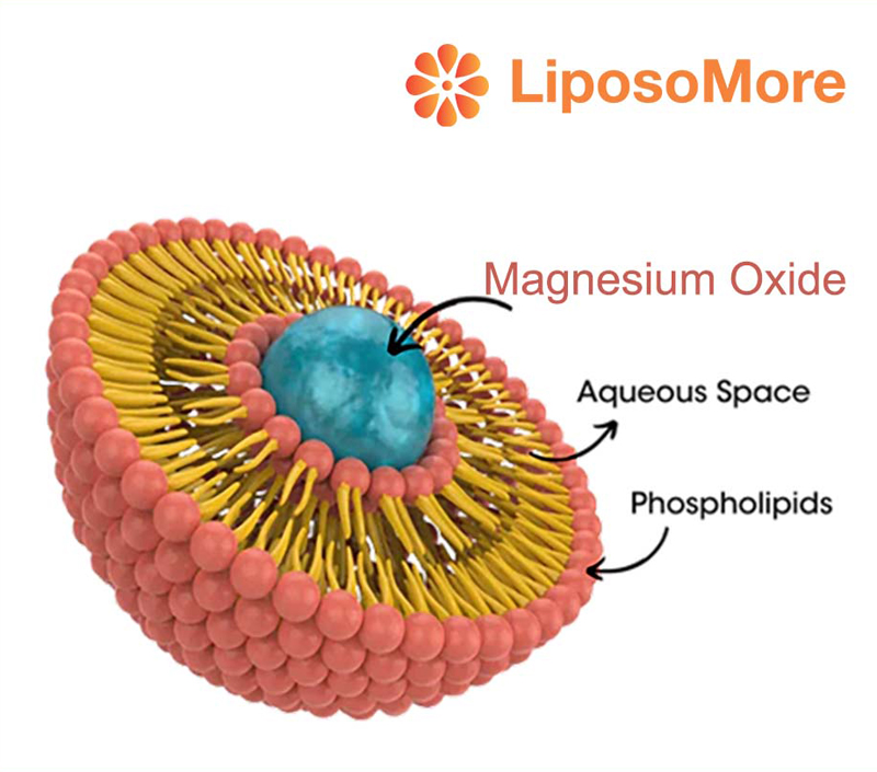 Hỗ trợ chuyển hóa năng lượng và chức năng cơ bắp