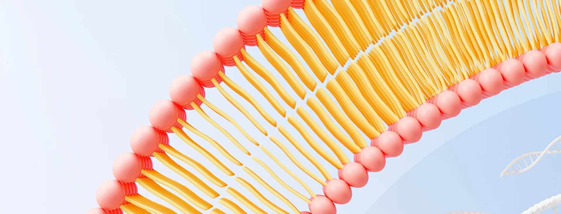 Nhà sản xuất thành phần liposomal